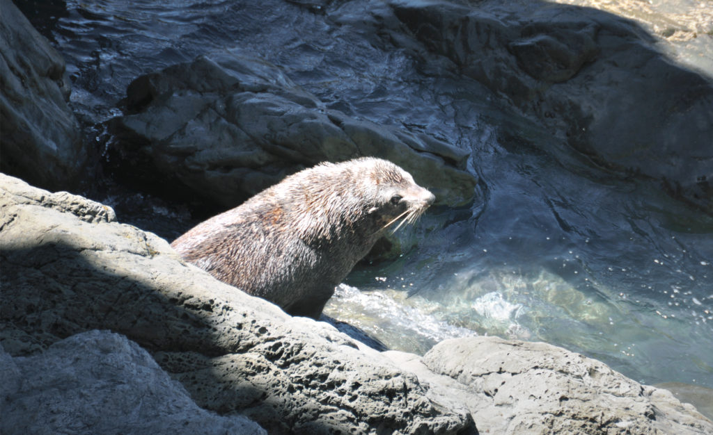 Christchurch Kaikoura Seal紐西蘭基督城外圍城鎮凱庫拉海狗 