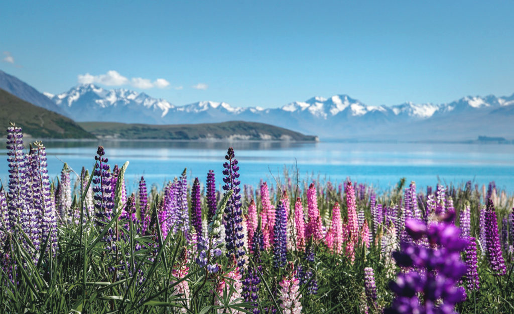 Lake Tekapo lupin蒂卡波湖魯冰花