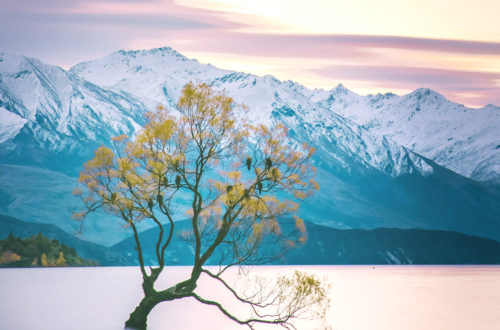 Wanaka tree in winter