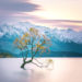 Wanaka tree in winter